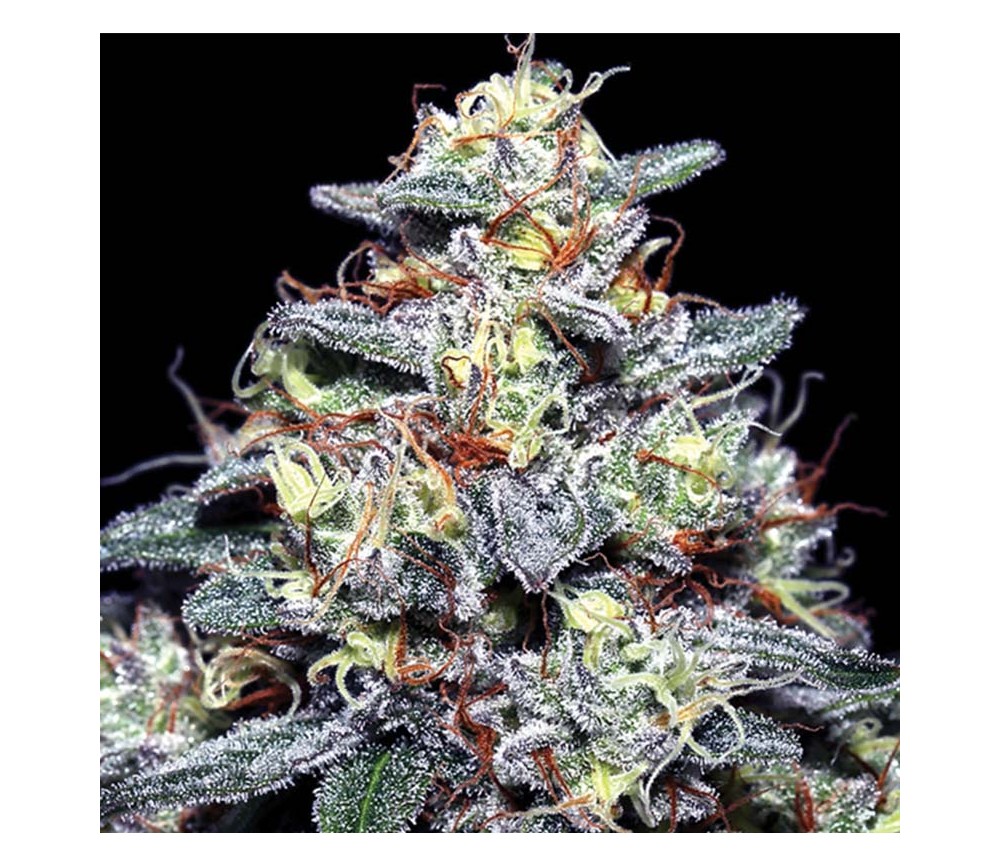 Hyper Glue - Anesia Seeds