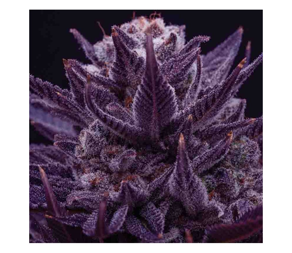 Imperium X - Anesia Seeds