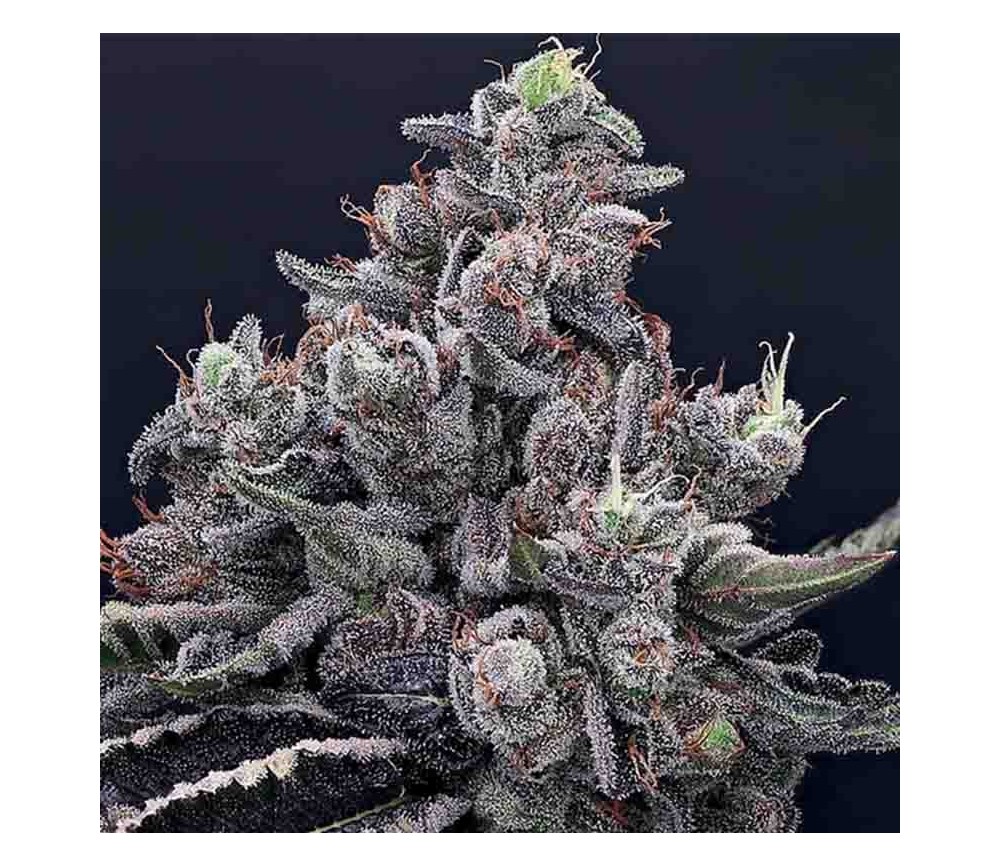 Mob Boss - Anesia Seeds