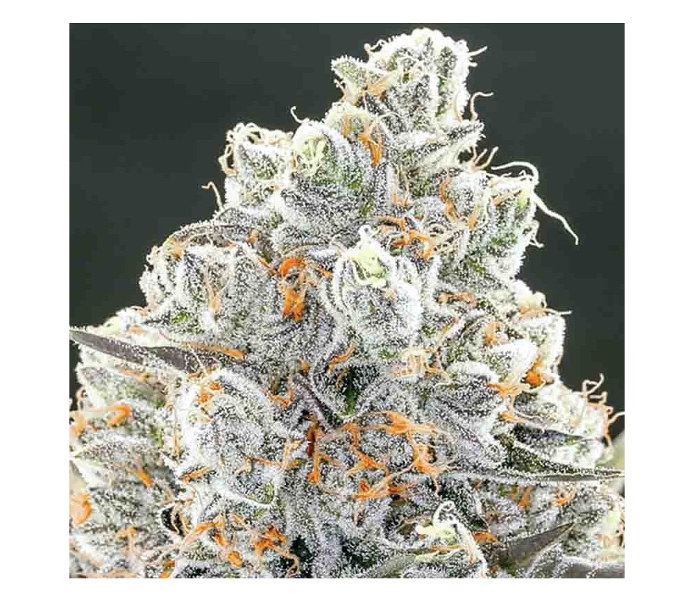 Original Gorilla #4 - Anesia Seeds