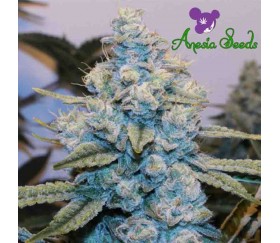 Original Gorilla #4 - Anesia Seeds