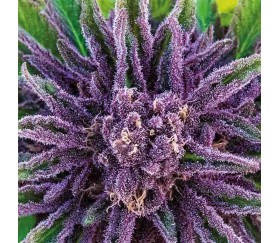 Purple Thai - Anesia Seeds