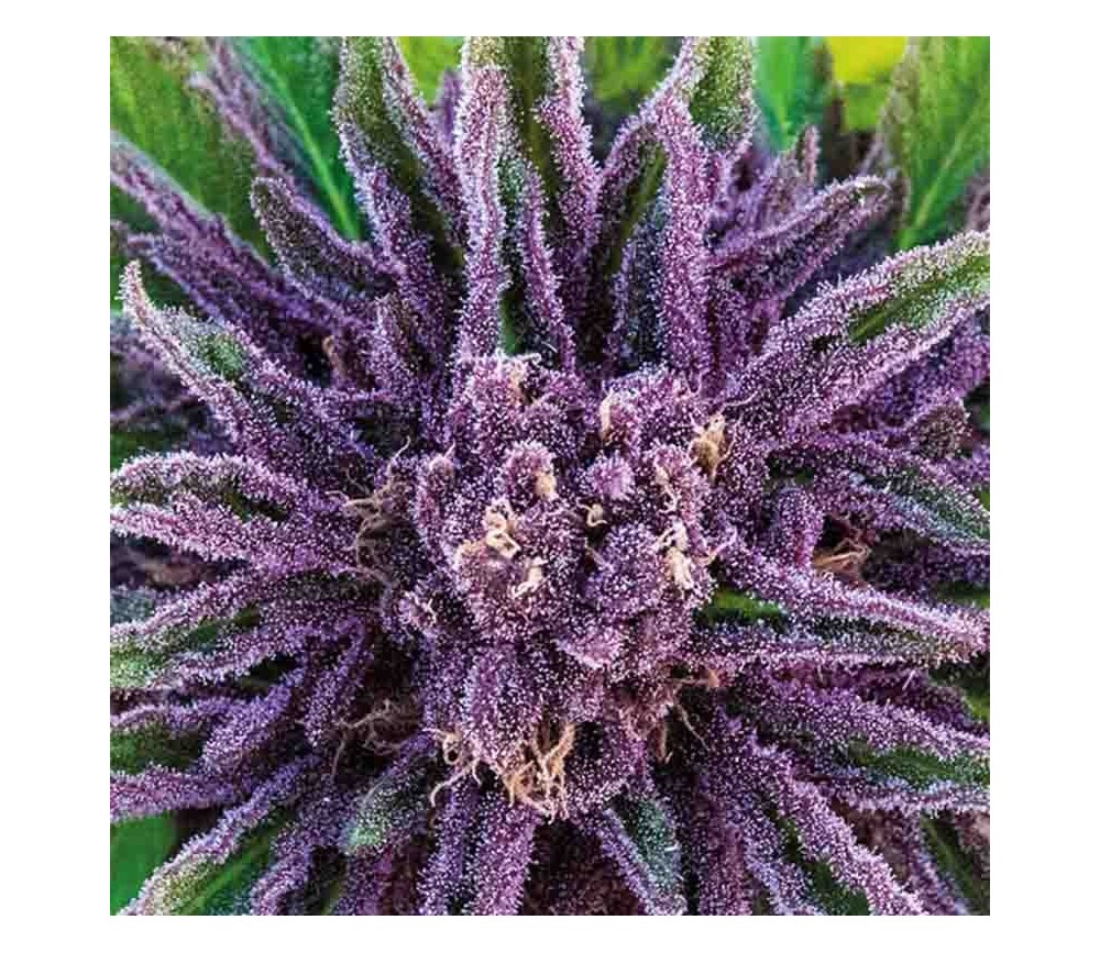 Purple Thai - Anesia Graines