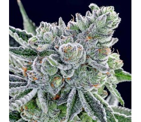 Sour Betty - Anesia Seeds