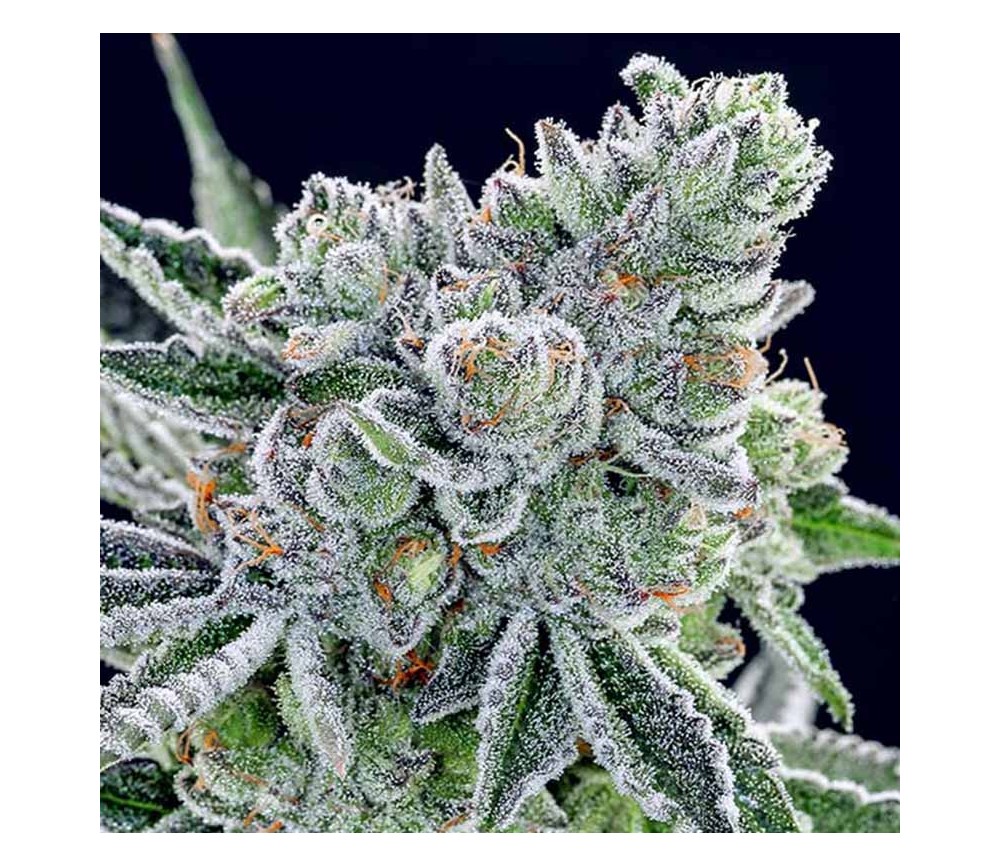 Sour Betty - Anesia Seeds