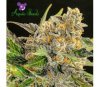 Strawberry Kush - Anesia Seeds