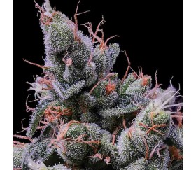 Strawberry Kush - Anesia Seeds