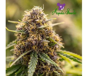 True Gold OG - Anesia Seeds