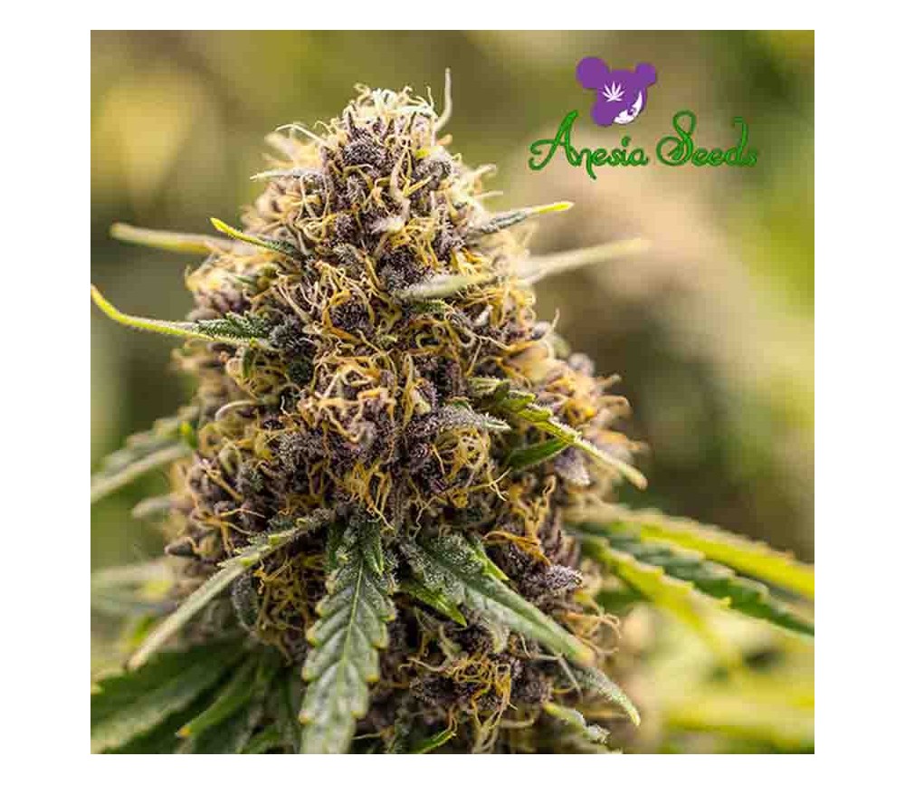 True Gold OG - Anesia Seeds