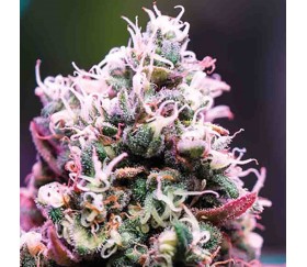 Amnesia Flash Auto - Anesia Seeds