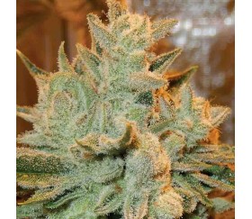 Auto Betty of Anesia Seeds