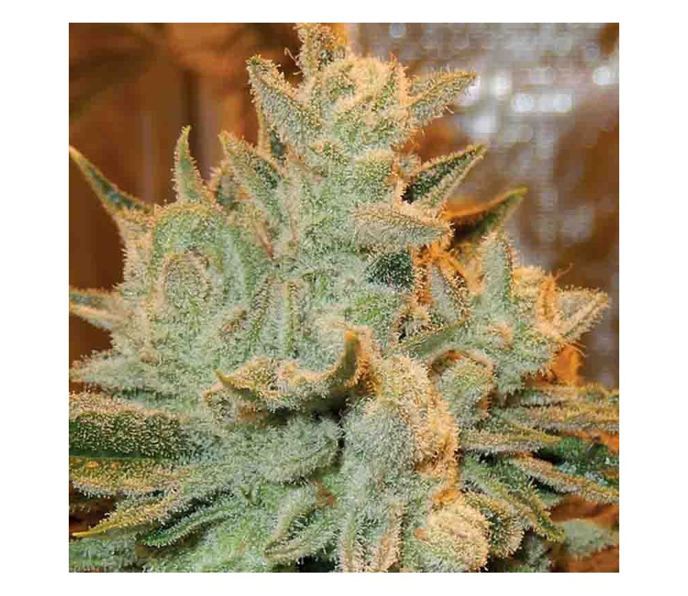 Auto Betty of Anesia Seeds