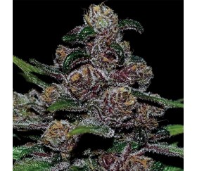 Auto Blackberry Moonrocks of Anesia Seeds