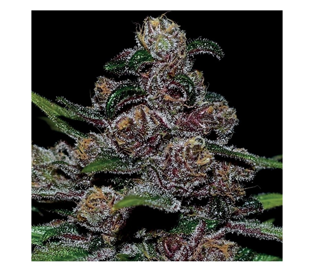 Auto Blackberry Moonrocks de Anesia Seeds