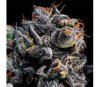 Auto Blueberry Banana de Anesia Seeds