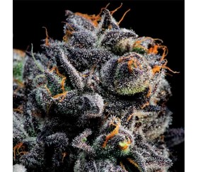 Auto Blueberry Banana von Anesia Seeds