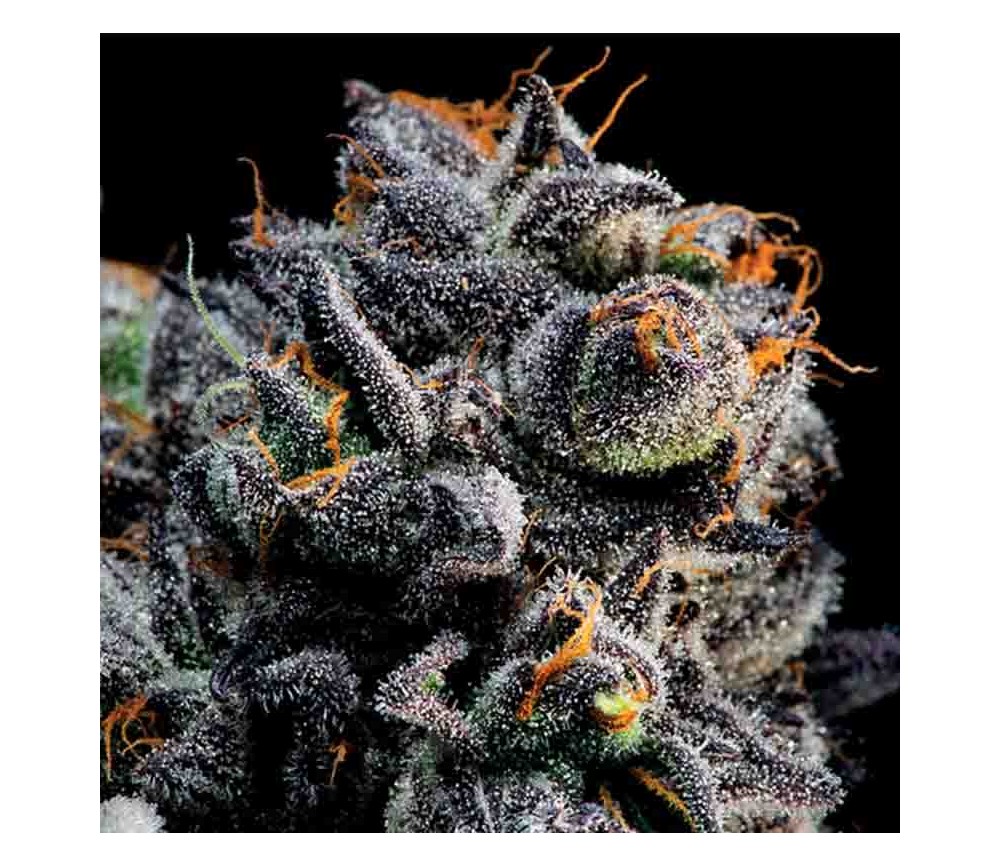 Auto Blueberry Banana de Anesia Seeds