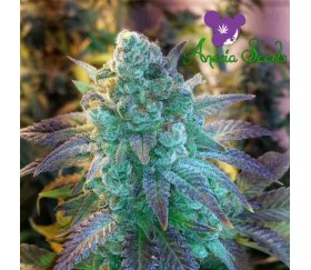 Auto Blueberry Banana d'Anesia Seeds