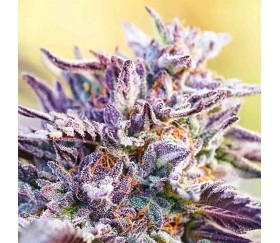 Auto Bubblegum de Anesia Seeds