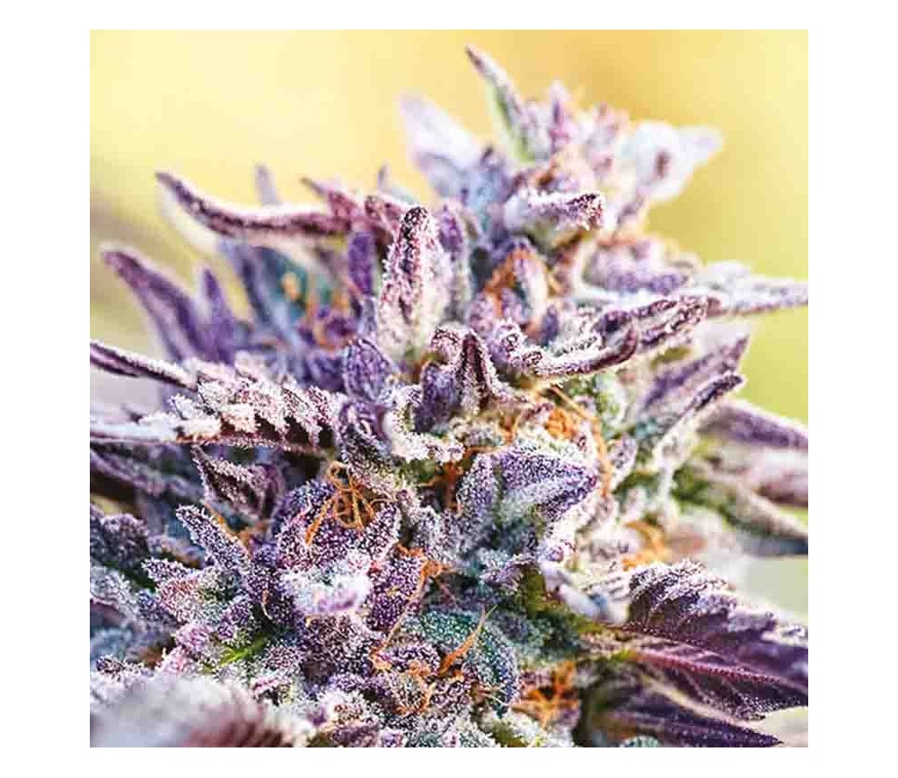 Auto Bubblegum de Anesia Seeds