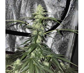 Auto Future #1 - Anesia Seeds