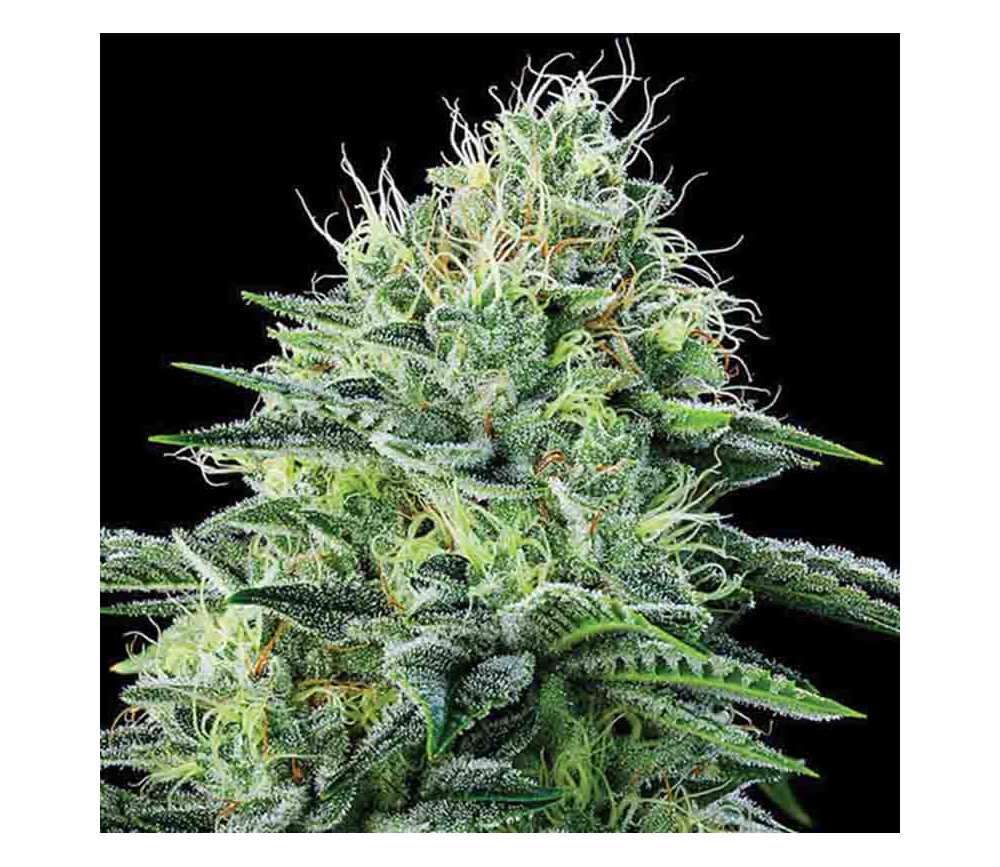 Auto Strawberry Banana - Anesia Seeds