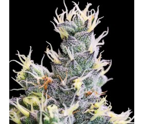 Auto Yuhbary de Anesia Seeds