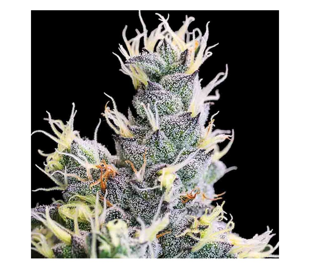 Auto Yuhbary von Anesia Seeds