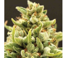 Banana Kush Auto - Anesia Seeds