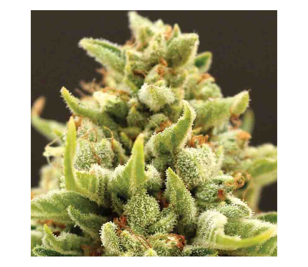 Banana Kush Auto - Anesia Seeds
