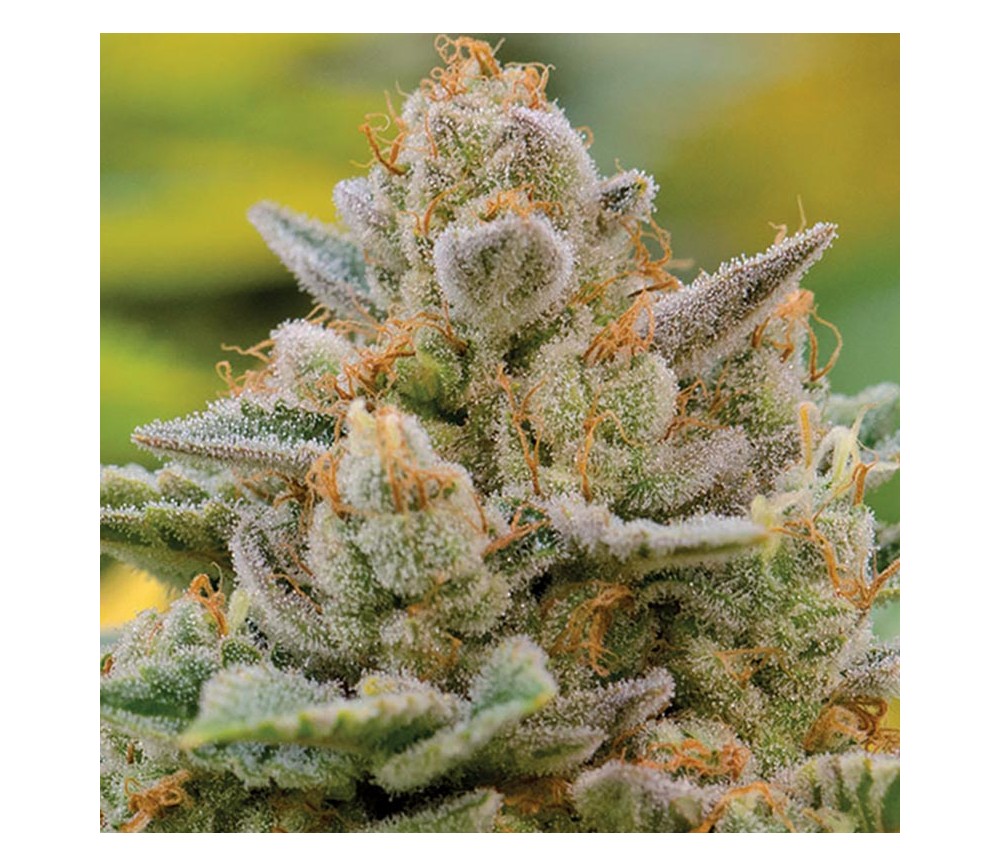 Big Bazooka Auto - Anesia Seeds