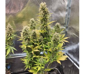 ✓AUTO BIG BAZOOKA (Anesia Seeds) - Semilla Marihuana Feminizada Rápida