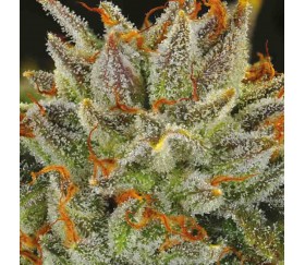 Fat Monkey Auto de Anesia Seeds