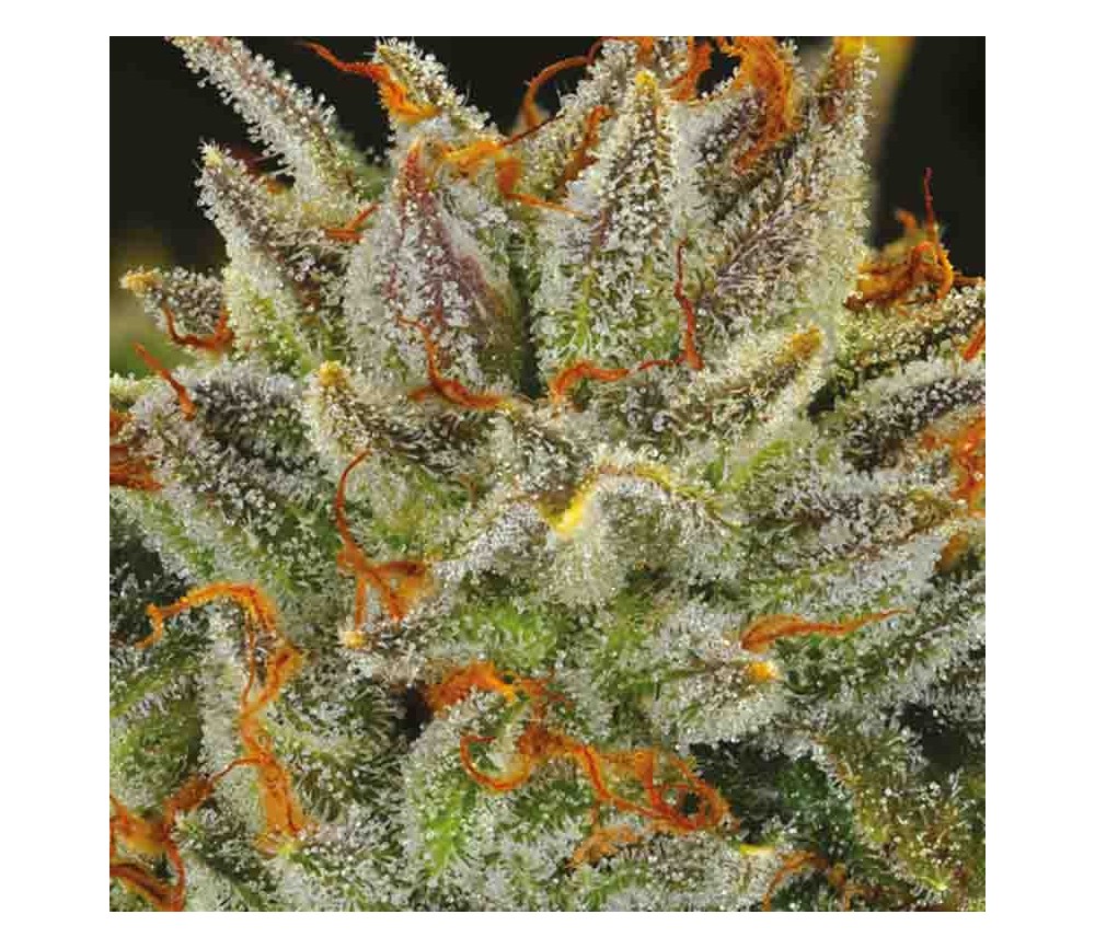 Fat Monkey Auto de Anesia Seeds