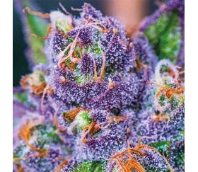 Purple Domina Auto - Anesia Seeds