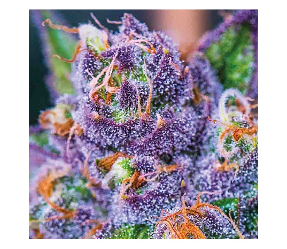 Purple Domina Auto - Anesia Seeds