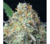 Rainbow Donut Auto de Anesia Seeds