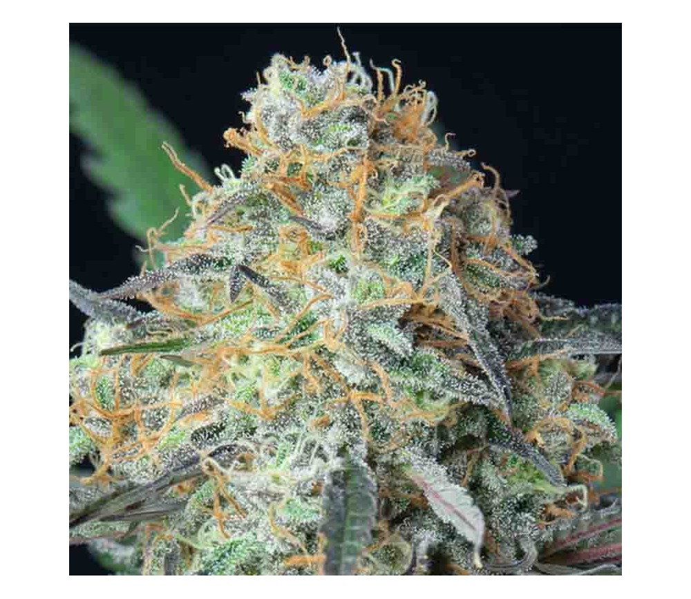 Rainbow Donut Auto de Anesia Seeds