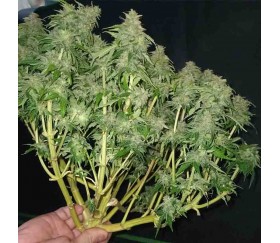 Rainbow Donut Auto von Anesia Seeds