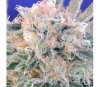 Auto Blueberry Ghost OG - Original Sensible Seeds