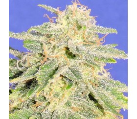 Auto Jack Herer - Original Sensible Seeds