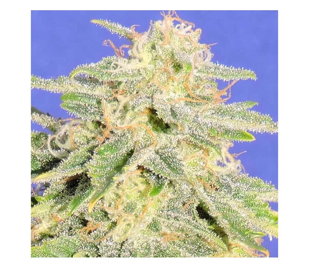 Auto Jack Herer - Original Sensible Seeds