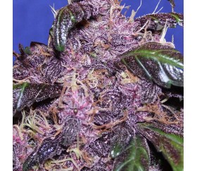 Auto Purple de Original Sensible Seeds