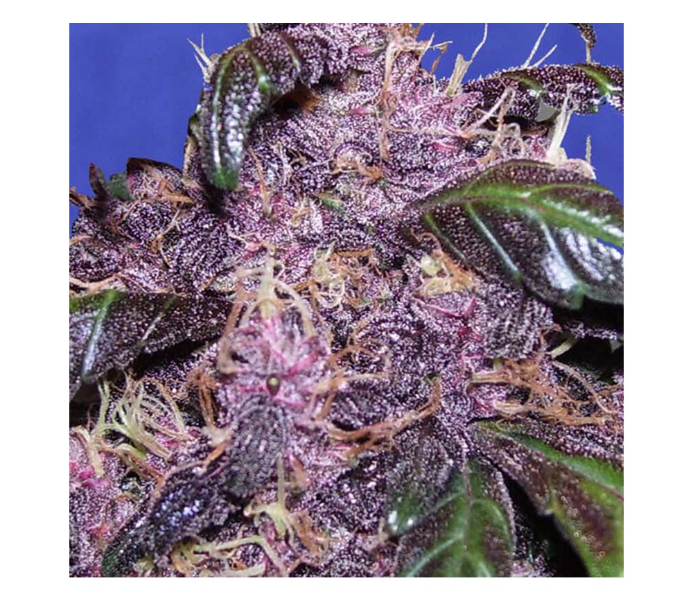 Auto Purple de Original Sensible Seeds