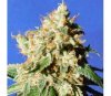 Blueberry Cookies Auto von Original Sensible Seeds