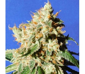 Blueberry Cookies Auto von Original Sensible Seeds