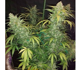 Bruce Banner 3 auto von Original Sensible Seeds