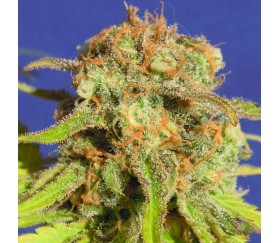 Bruce Banner 3 auto de Original Sensible Seeds