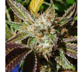 Do-Si-Dos Auto von Original Sensible Seeds