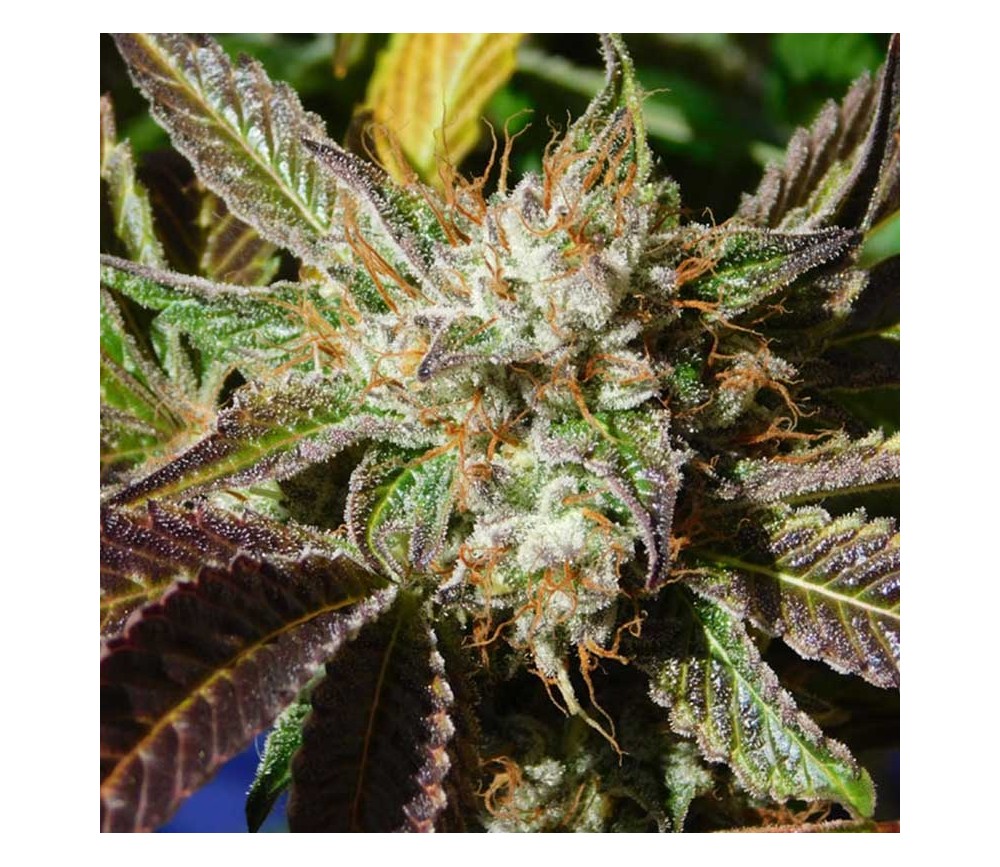 Do-Si-Dos Auto von Original Sensible Seeds